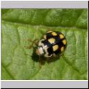 Propylea quatuordecimpunctata -Schwarzgefleckter Marienkaefer 16.jpg